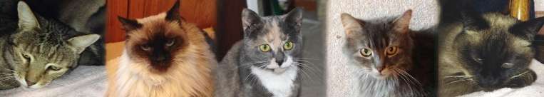 FuRRR Original Cats