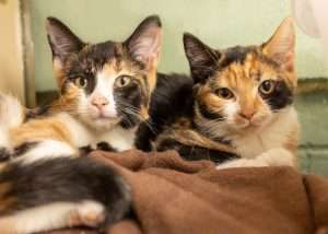 Adopt Calico Cats NH