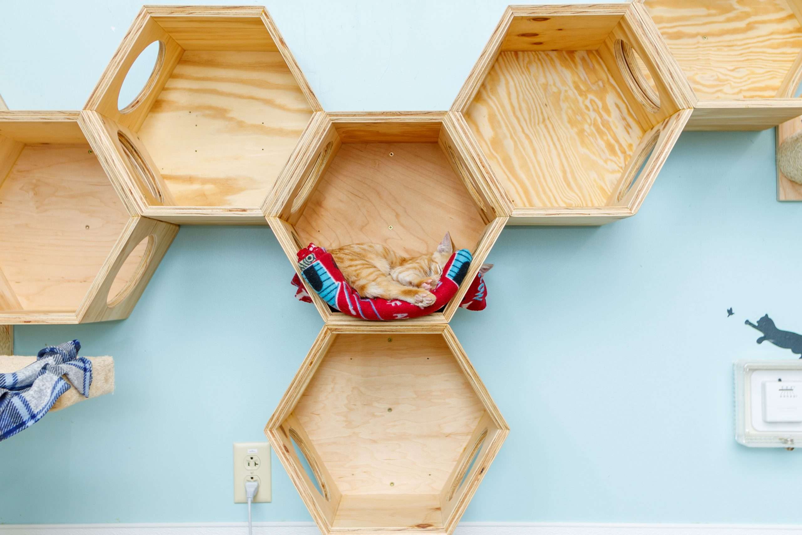 FuRRR Feline Rescue Cats and Kittens for Adoption