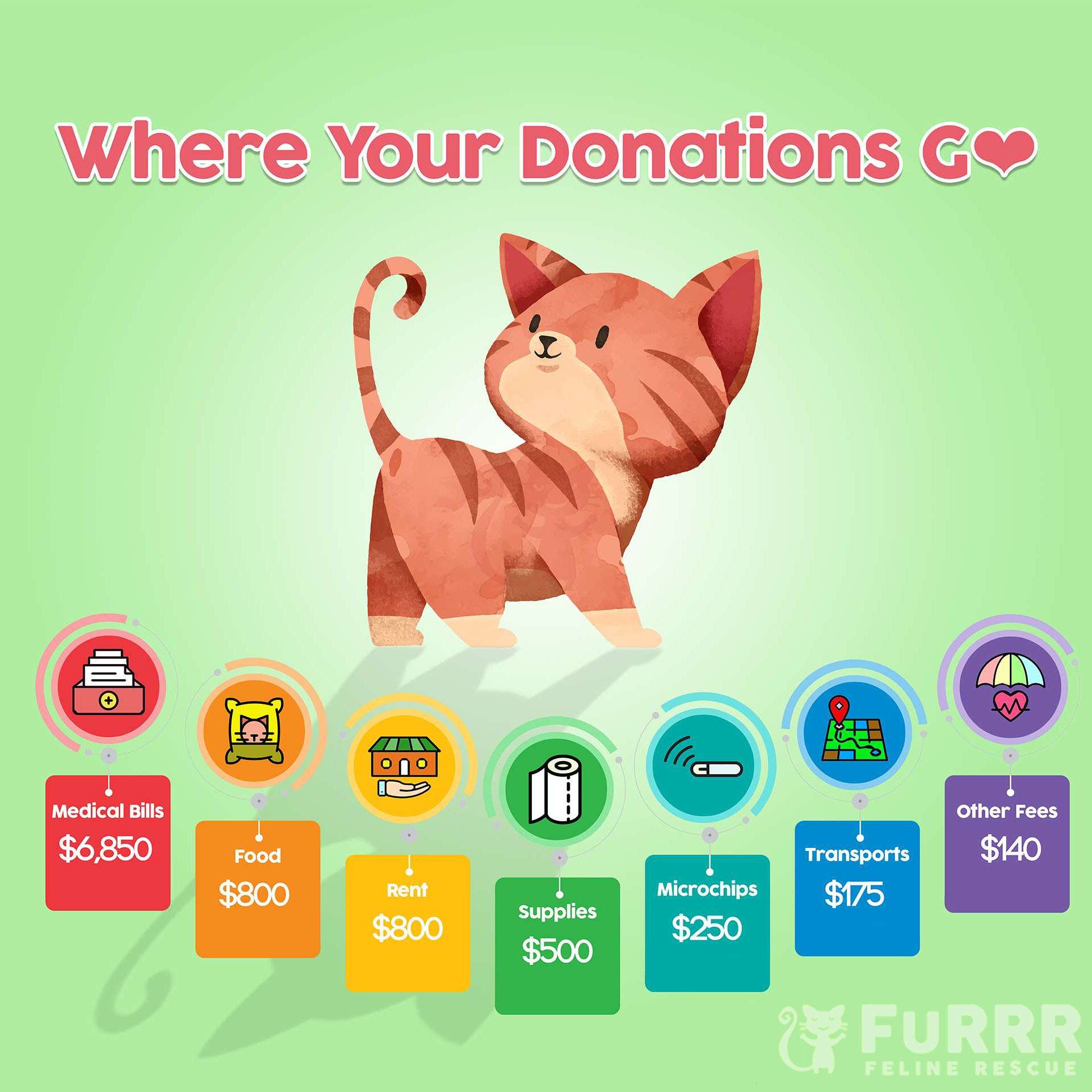 Where Your Donations Go FuRRR Feline Rescue Adopt Cats & Kittens NH