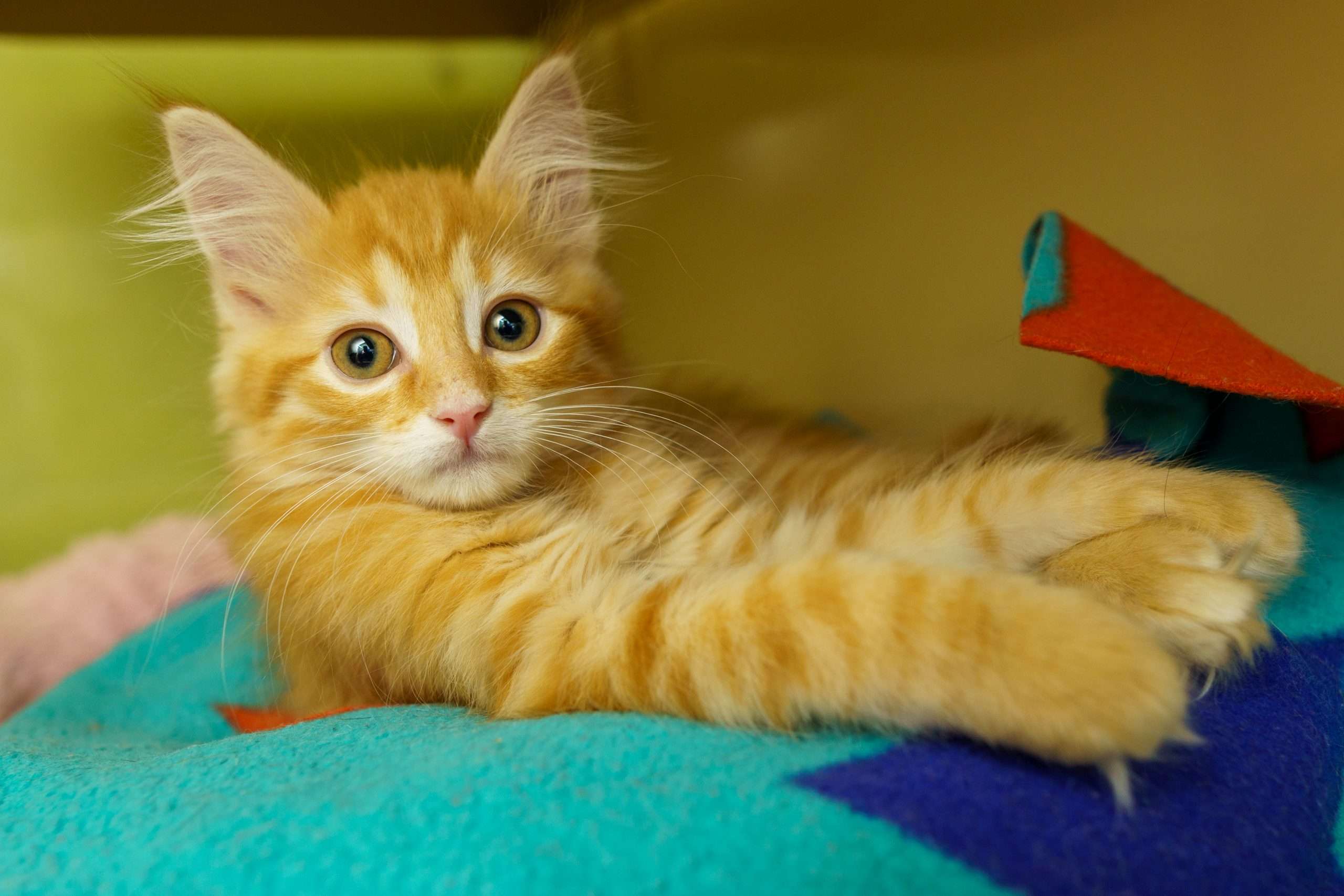 Adopt A Cutie Kittens Nh Craigslist - 80djz0s