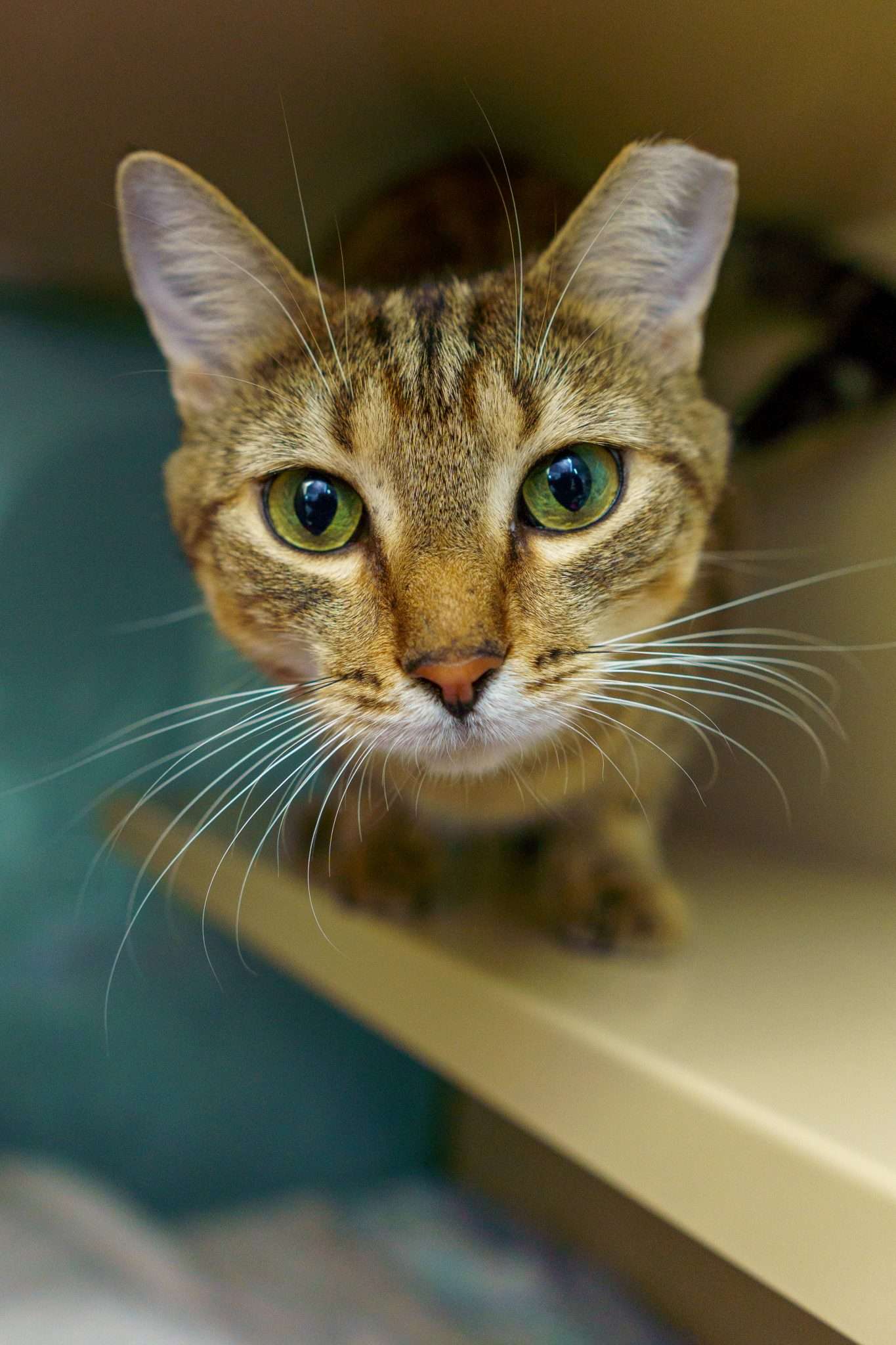 FuRRR Feline Rescue | Cats and Kittens for Adoption