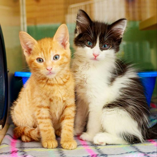 Kittens for Adoption NH
