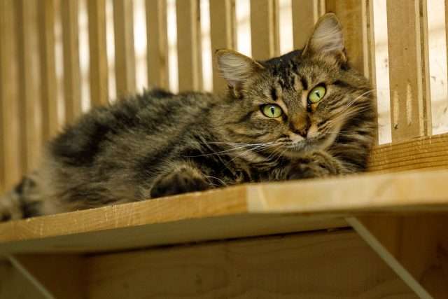 Adopt a Cat New Hampshire
