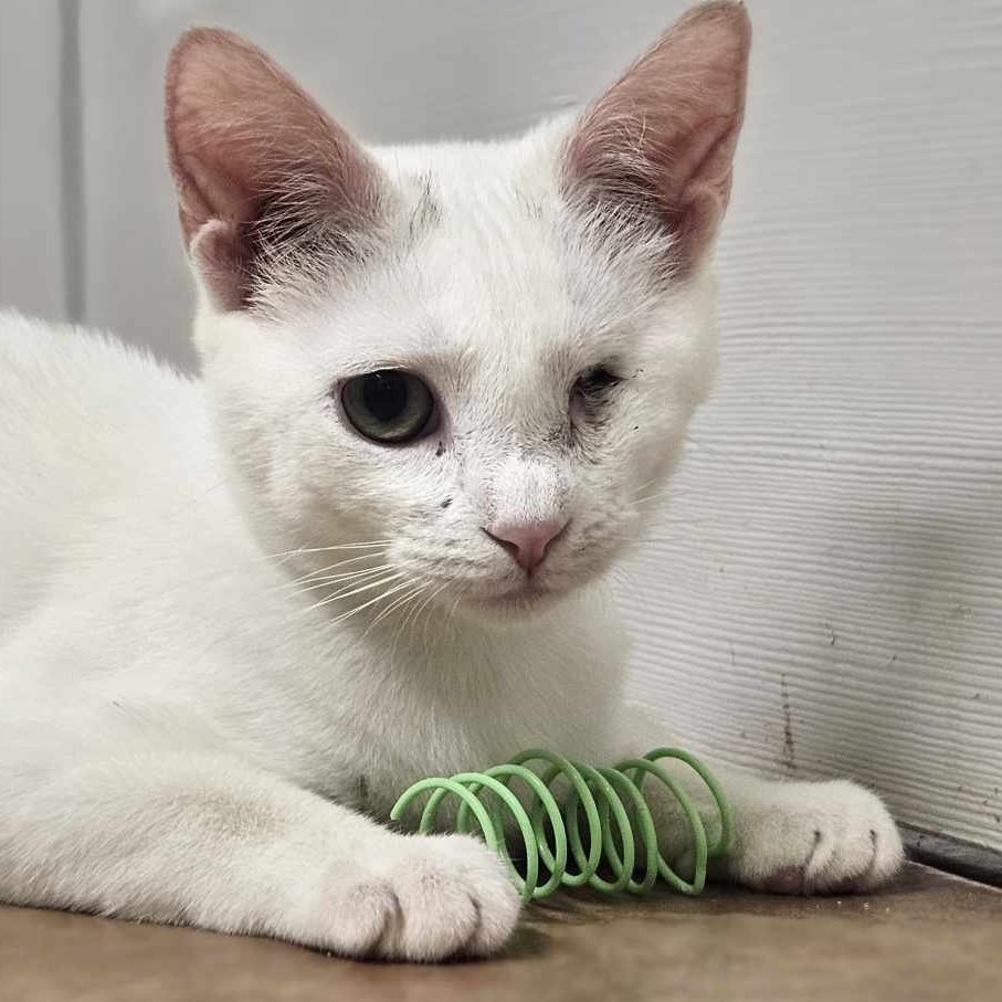 Pearl Needs Your Help!