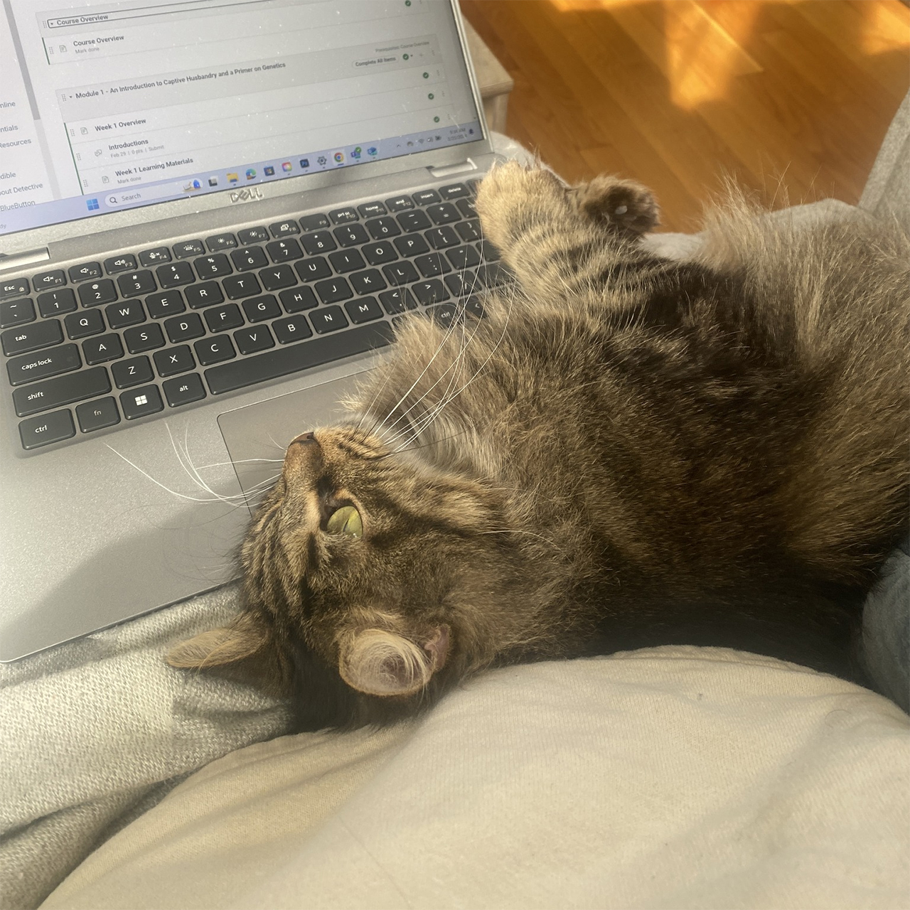 https://furrr.org/wp-content/uploads/2025/03/Cats-Adopted-2.jpg