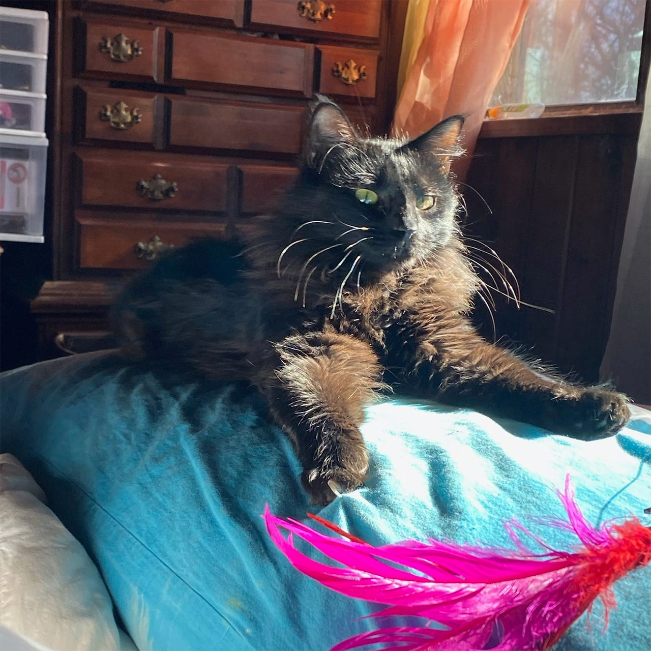 Cats Adopted