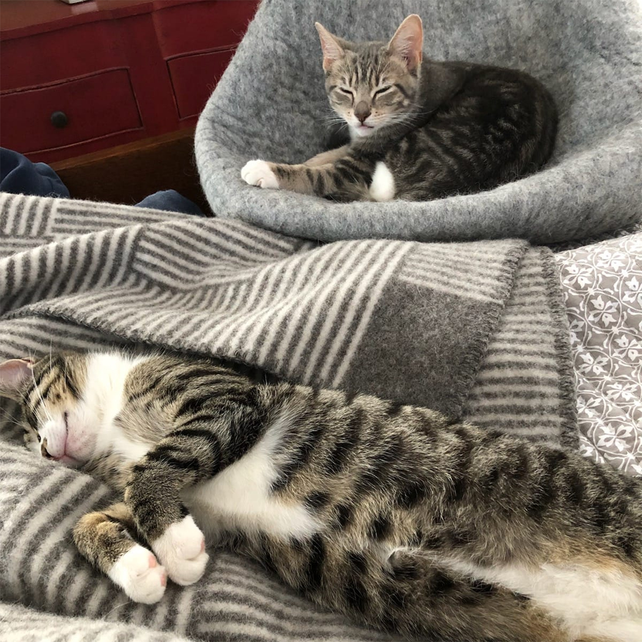 Cats Adopted