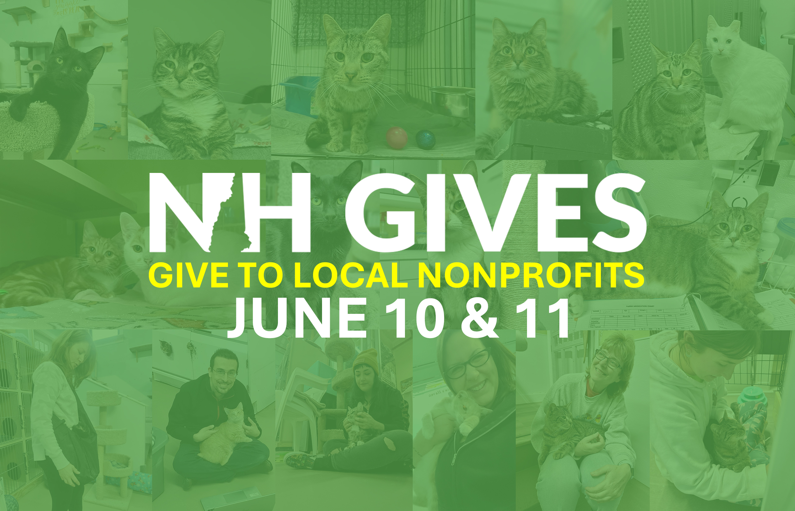 NH Gives 2025 - Cat Rescue